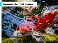 Japanese Koi Fish Jigsaw