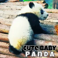 Cute Baby Panda