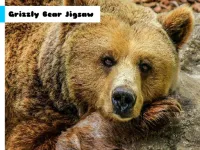 Grizzly Bear Jigsaw