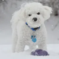 Winter Pets Puzzle