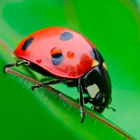 Ladybug Match3