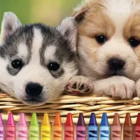 4GameGround - Puppy Coloring