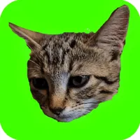 Catch Cats